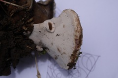 Polyporales