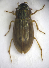 Helophorus