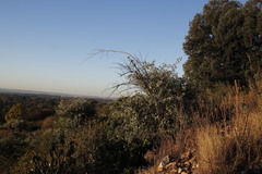 Brachylaena rotundata