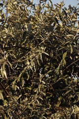 Brachylaena rotundata