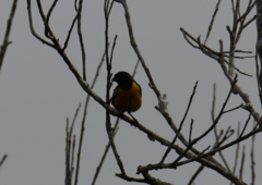 Euphonia rufiventris