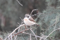 Saxicola dacotiae