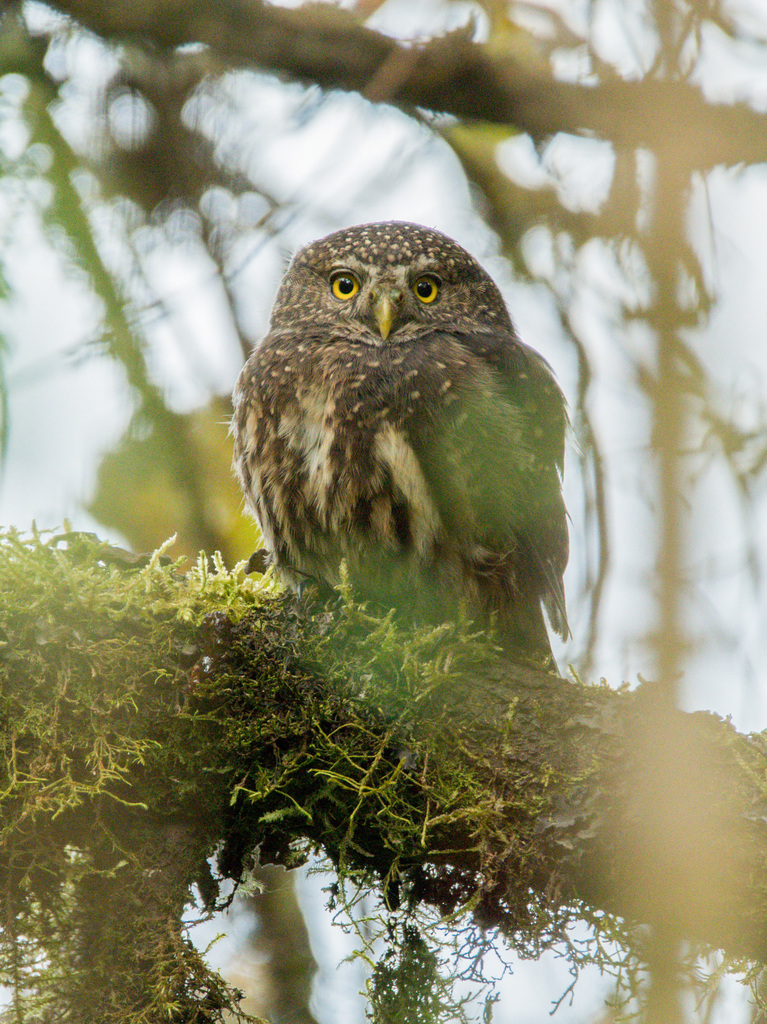 Yungas Pygmy-Owl photo