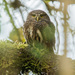 Yungas Pygmy-Owl - Photo (c) javatru, some rights reserved (CC BY-NC), uploaded by javatru