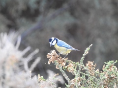 Cyanistes teneriffae degener