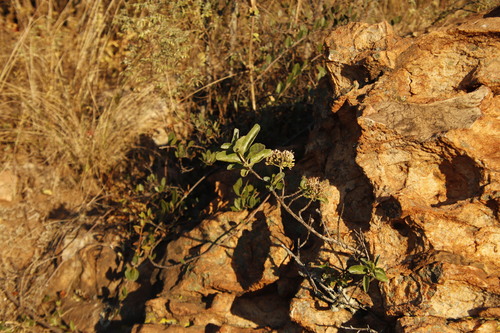 Image of Nuxia congesta by (c) Tony Rebelo, some rights reserved (CC BY-SA)