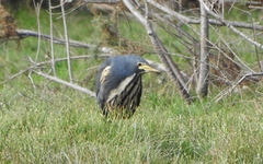 Ixobrychus sturmii