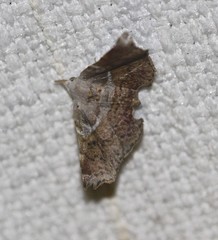 Esthlodora versicolor