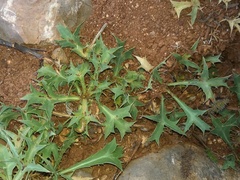 Eryngium dilatatum