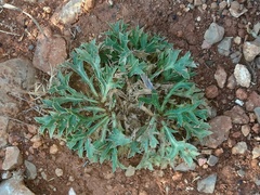 Eryngium dilatatum