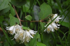 Deutzia gracilis