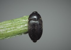 Attagenus unicolor