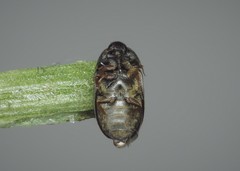 Attagenus unicolor