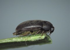 Attagenus unicolor