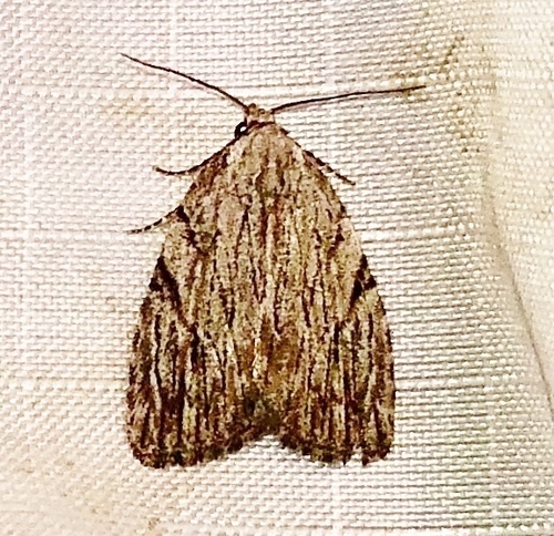 Three-lined Balsa Moth photo 6