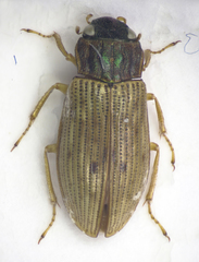 Helophorus