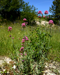 Centranthus lecoqii