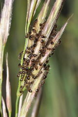 Crematogaster sordidula