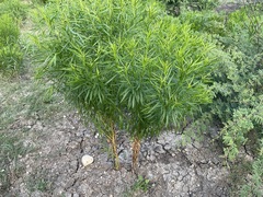 Stillingia texana