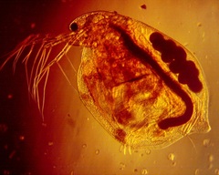 Simocephalus