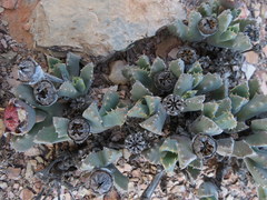 Odontophorus marlothii
