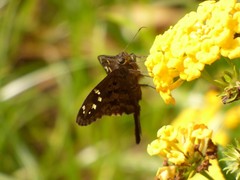 Thorybes dorantes dorantes