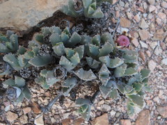 Odontophorus marlothii