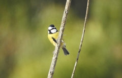 Cyanistes teneriffae degener