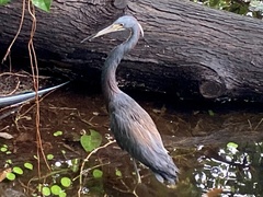 Egretta tricolor image