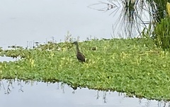 Dendrocygna autumnalis