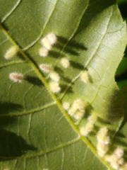 Caryomyia albipilosa