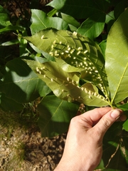 Caryomyia albipilosa