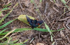 Phocides polybius phanias