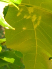 Caryomyia albipilosa