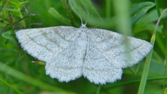 Perconia strigillaria