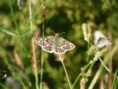 Heliopetes americanus bellatrix