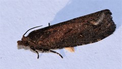 Cryptaspasma