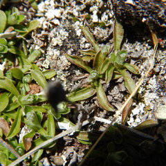 Antennaria monocephala