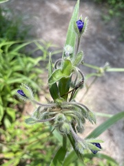 Tradescantia reverchonii