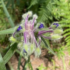 Tradescantia reverchonii