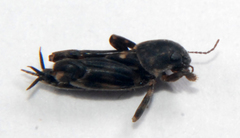 Ellipes minuta