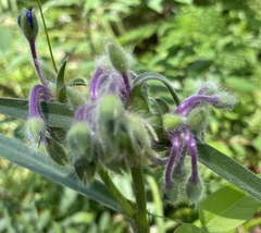 Tradescantia reverchonii