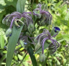 Tradescantia reverchonii