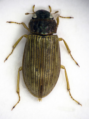 Helophorus