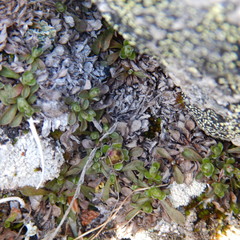Antennaria monocephala