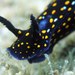 Hypselodoris ghiselini - Photo (c) raffa_murillo, some rights reserved (CC BY-NC)