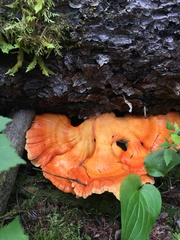 Laetiporus huroniensis