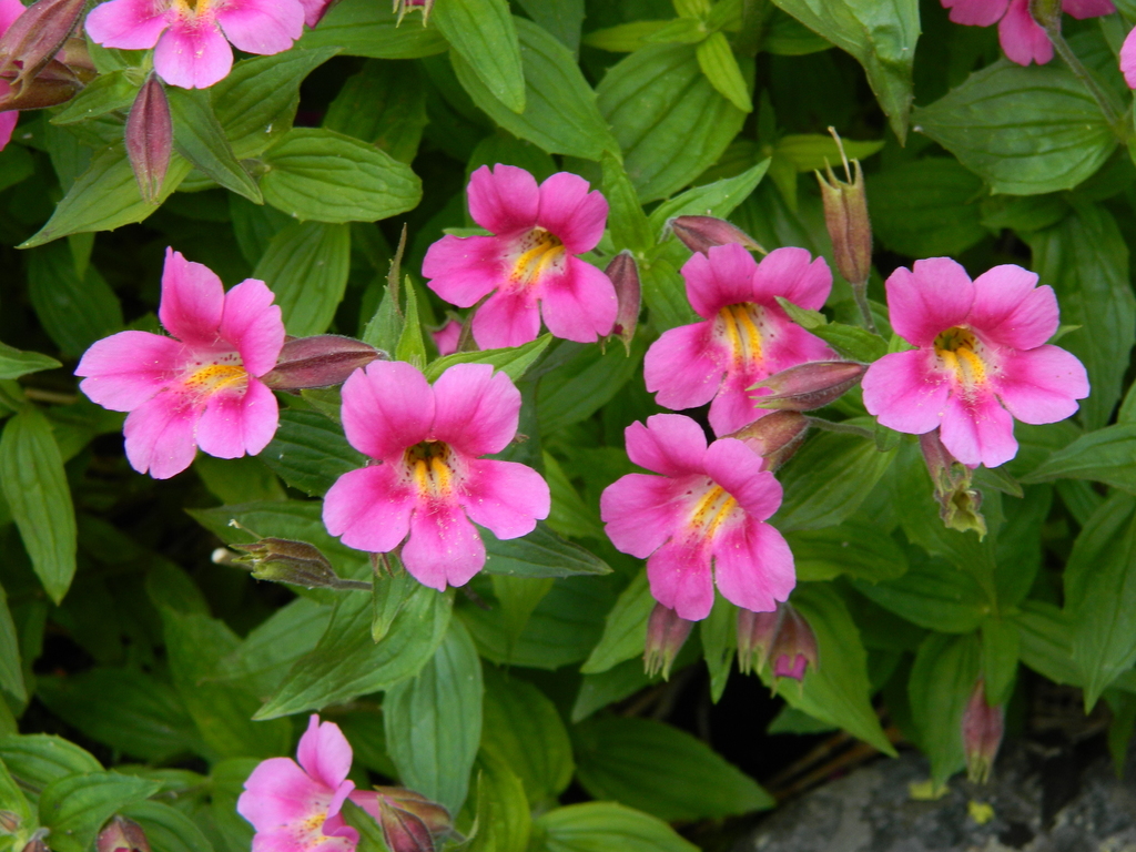 Erythranthe