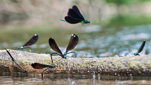 Ebony Jewelwing photographed in Iowa