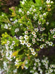 Diosma demissa